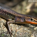 Carlia rubrigularis (Red-throated Rainbow-skink) in Goomboora Park<br />Canon EOS 7D + EF70-200 F4L IS +EF1.4xII